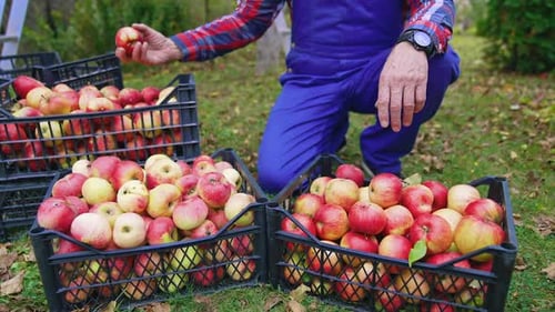 Handsome farmer harvesting red apples. Close up of male farmer picking apples on farm.