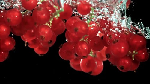 Red Currant Falls Underwater with Bubbles
