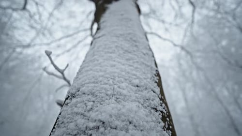 Serene snow-covered tree trunk in tranquil winter forest with frosty details