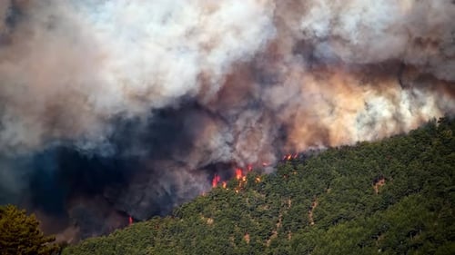 Aerial View Forest Fire