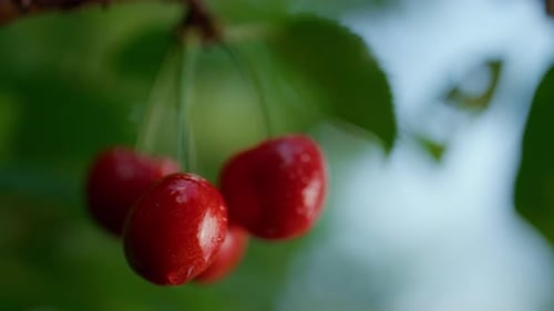 Wet red cherry fruit hangs from tree branch in sunny Ukraine orchard