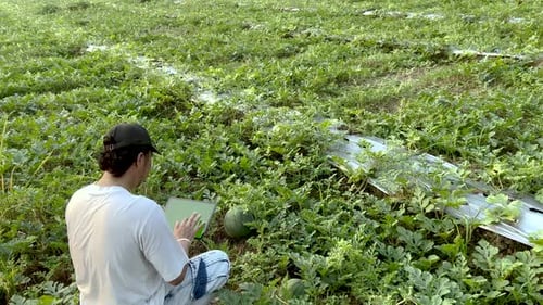 Farm worker checking watermelons in the field