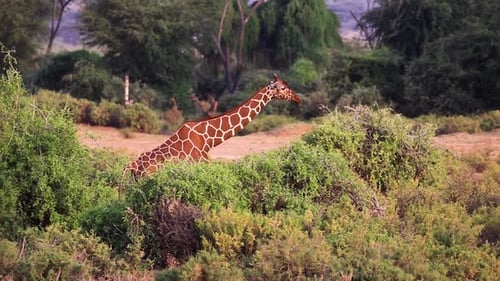 Riesige braune Giraffe, die von links nach rechts durch hohe Büsche im Grasland von Sereng geht