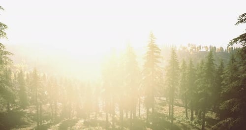 La lumière du matin illumine une forêt tranquille avec de grands arbres