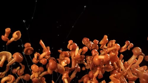Honey Mushrooms Ascend on a Black Background