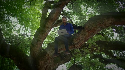A Person is Working Diligently on Their Laptop While Perched on a Tree Branch in Nature