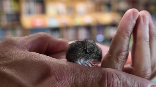 Baby mouse in person's hands