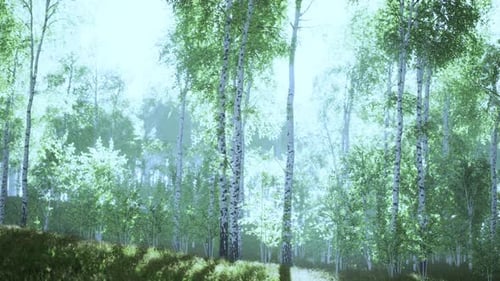 Birch Trees on the Green Grass