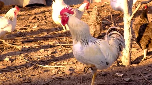 Rooster Posing Among Chickens on a Rural Farm
