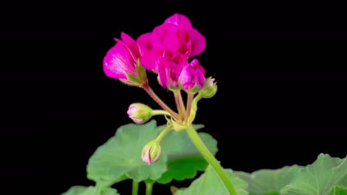Time Lapse of Opening Pink Geranium Pelargonium Flower