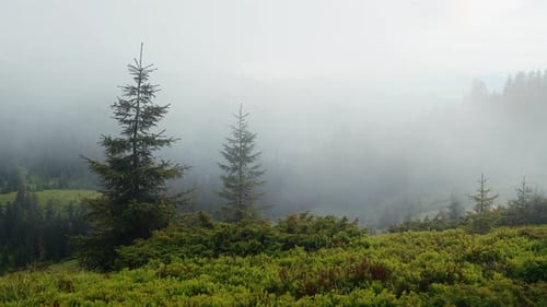 Morning fog. Majestic Carpathian Mountains. Beautiful landscape of untouched nature