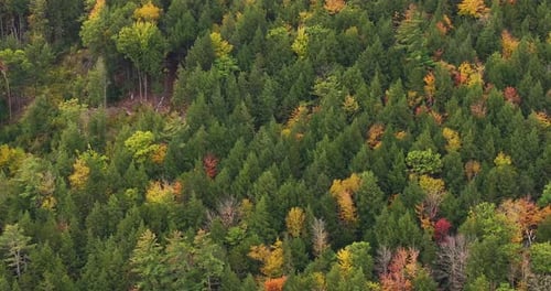 A lush, evergreen forest with deciduous trees changing color in the autumn season