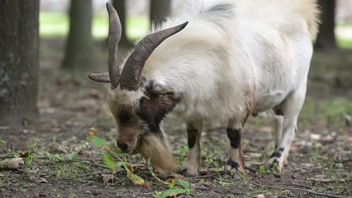 Goats with Long Beards and Curved Horns Grazing in a Forest Surrounded By Trees and Fallen Leaves