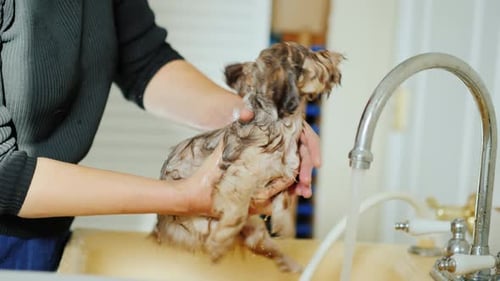 Woman Giving Brown Puppy a Bath in Sink