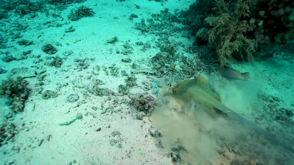 Bluespotted Ribbontail Ray Digging In The Sand At The Sea Bottom With ...