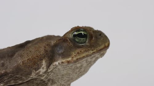 Cane Toad Marine Toad Seitenprofil — Verfolgen Sie den Fokus, wenn er vom Bildschirm springt