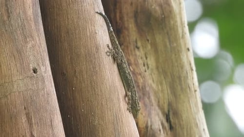 Lizard relaxing on wood .