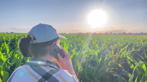 Woman Talking on Phone in Corn Field at Sunset