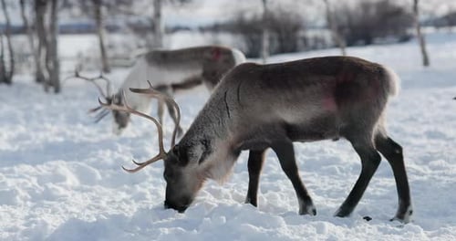 Reindeer grazing in the snow, Lapland