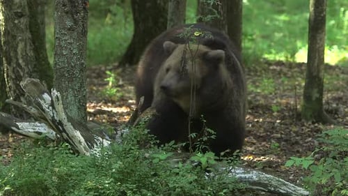 Big Brown Bear Eating Something in Forest.