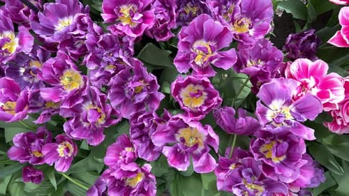 Overhead dolly shot of flowerbed with fully opened pink and purple tulips at Keukenhof Park. Flower