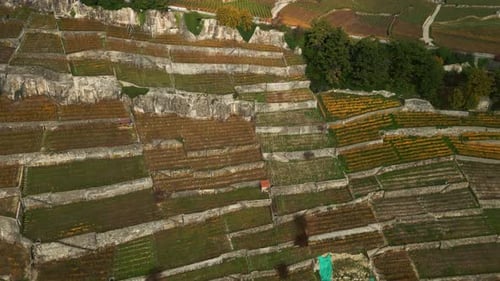 Aerial View of Terraced Vineyards on a Hillside