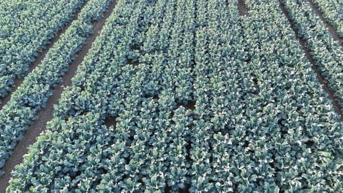 Aerial drone footage of agricultural crops of cabbage and broccoli. Rows of vegetable's in a