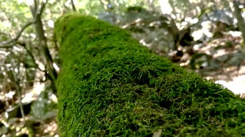 Moving along an old tree log covered with a thick layer of green moss in a deep forest, Part 1, SLOM