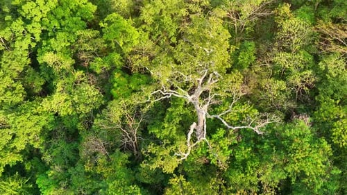 Majestic tropical forest on towering mountains by aerial view drone.