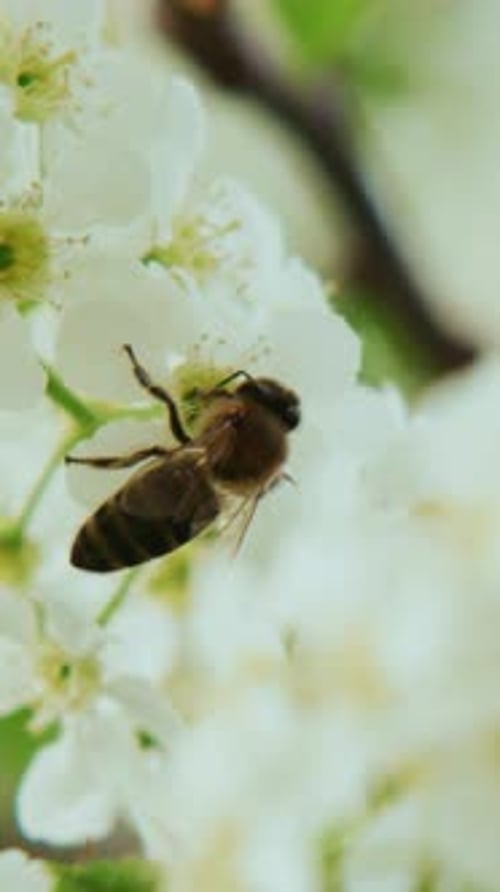 Bees Fly Among White Blossoms