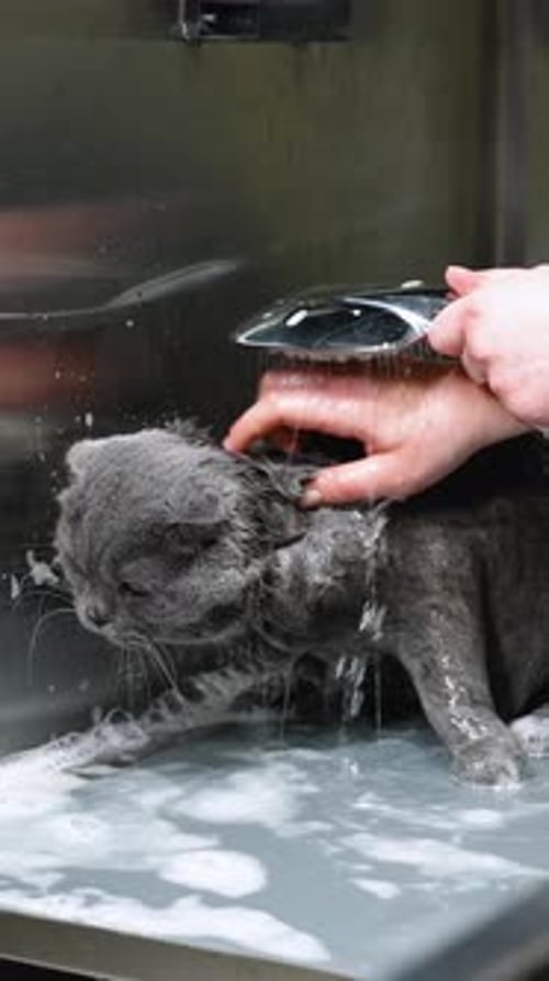 Wet Cat Getting a Bath from Person