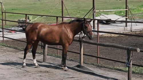 Majestic Brown Horse Standing Near Fence on Sunny Day