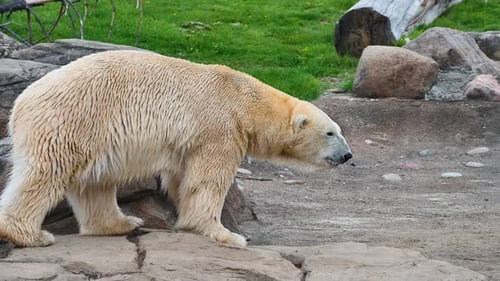 Eisbärwandern im geschlossenen Lebensraum