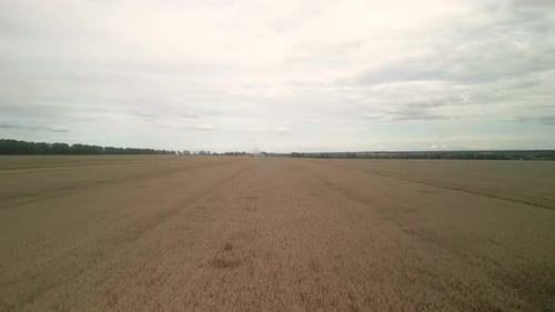 Wheat field aerial view in Ukraine
