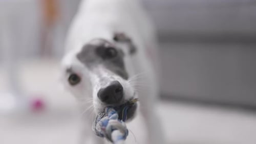 Whippet Dog spielt in Zeitlupe