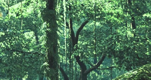 Lush Green Forest Scene Showcasing Dense Foliage and Towering Trees