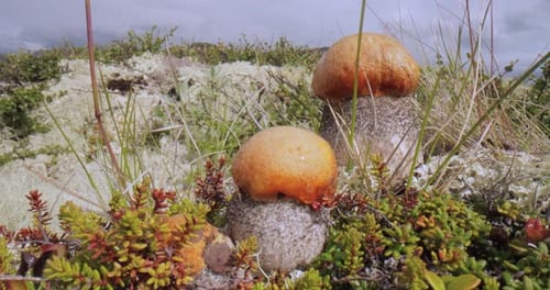 Beautiful boletus edulis mushroom in arctic tundra moss. White mushroom in Beautiful Nature Norway