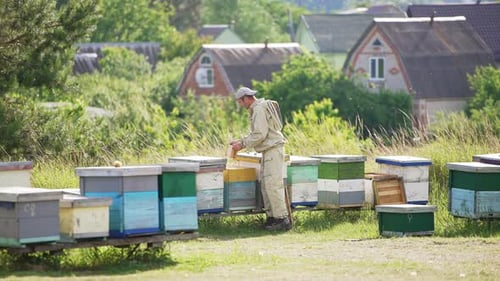 Experienced beekeeper checking up honey frames on his bee farm.
