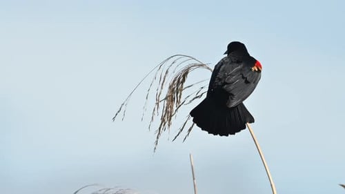 Rotflügelamsel (Agelaius phoeniceus) Männchen thront auf einem Schilfstamm, Florida, USA