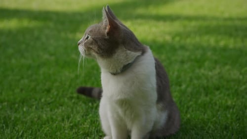 Cat Sitting on Green Grass Looking Sideways