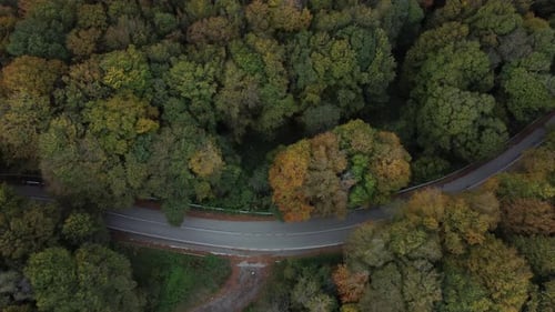 vue de dessus de Forest Road en automne