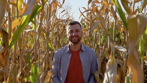 Caucasian Farm Worker Walking Along Corn Field for Inspection