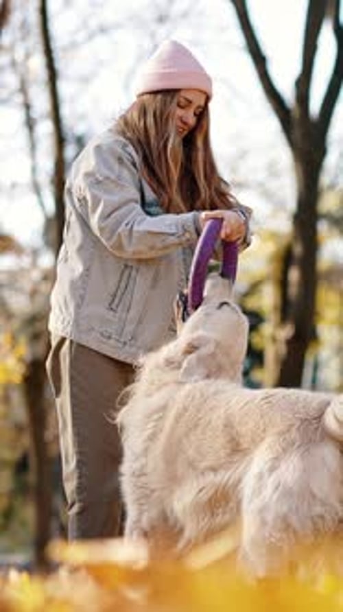 Young Professional Woman Trainer Practicing Outdoor Training with Dog Playing with Rubber Circle at