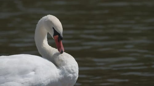 Close Up Large Colourful Swan Scratching Neck with Long Beak, One Wild White Bird Itching Neck Whlst