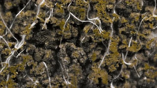 Plant Root Timelapse