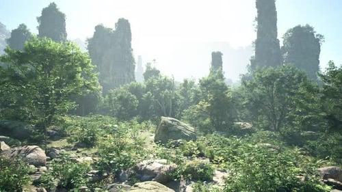 A Forest Filled with Lots of Trees and Rocks