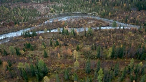 Top view of beautiful river with branches and forest