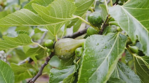 Langsame Kamerabewegung um reife violette Feigenfrüchte am Feigenbaum.