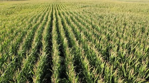 Aerial View Of Cornfield