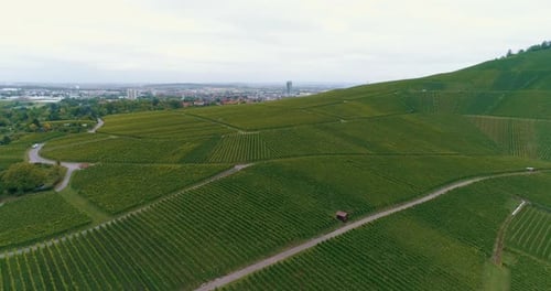 Roads near a grape vineyard in the countryside aerial